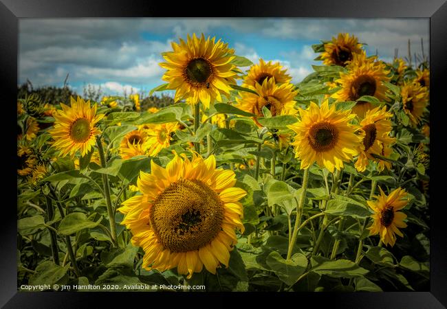 Radiant Sunflowers Framed Print by jim Hamilton