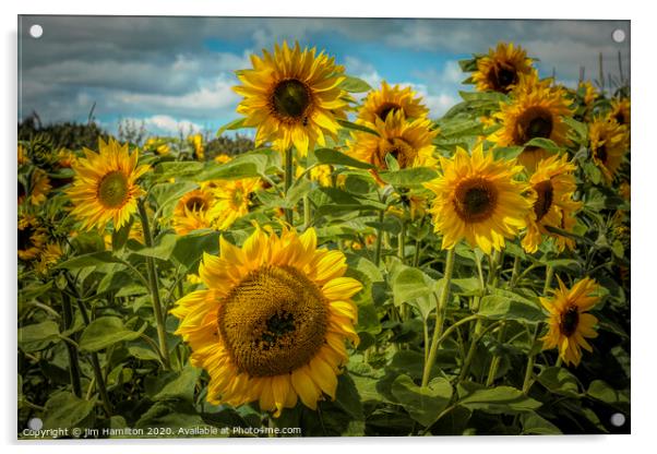 Radiant Sunflowers Acrylic by jim Hamilton
