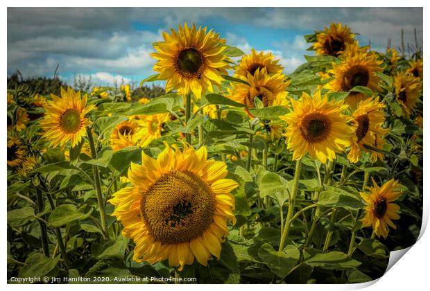 Radiant Sunflowers Print by jim Hamilton