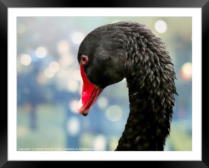 Majestic Beauty Framed Mounted Print by Simon Marlow