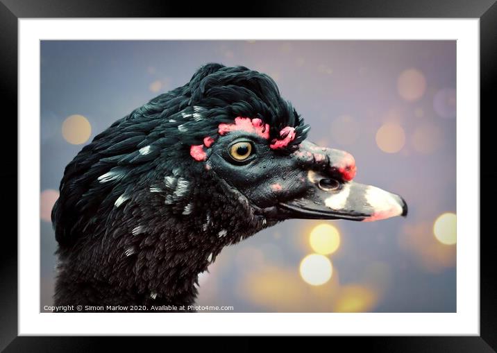 Majestic Muscovy Duck Framed Mounted Print by Simon Marlow