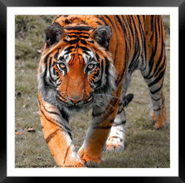 Tiger Tiger Framed Mounted Print by Philip Hodges aFIAP ,