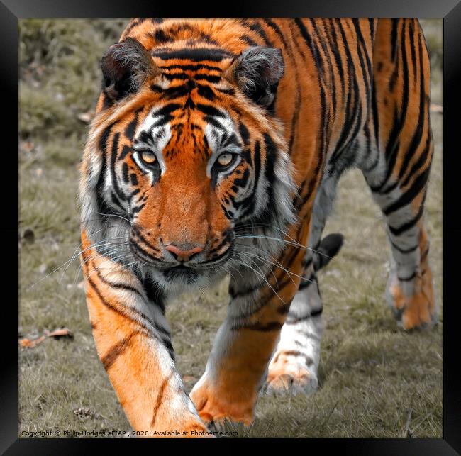 Tiger Tiger Framed Print by Philip Hodges aFIAP ,