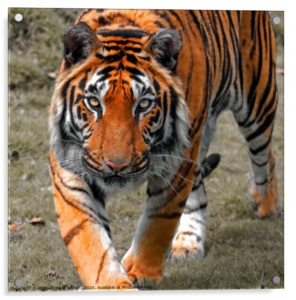 Tiger Tiger Acrylic by Philip Hodges aFIAP ,