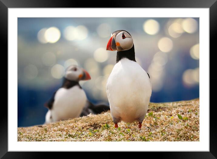 Atlantic puffin off the Northumberland coast Framed Mounted Print by Simon Marlow