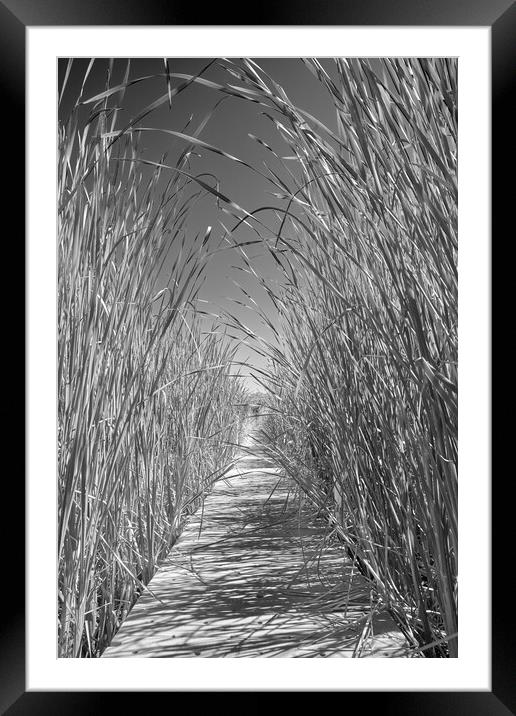 Minnesota Cattails Framed Mounted Print by Jim Hughes