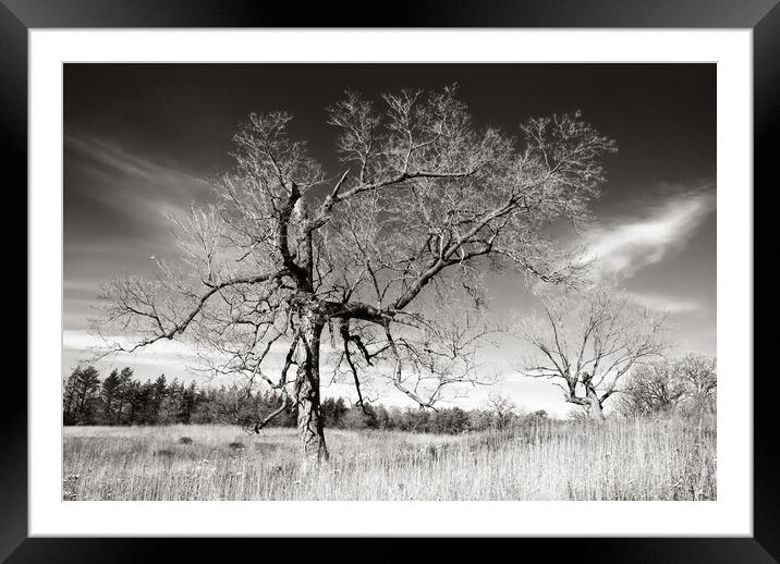 Prairie Trees Framed Mounted Print by Jim Hughes