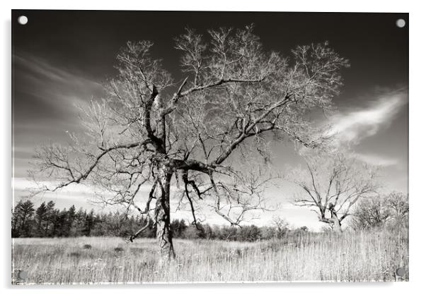 Prairie Trees Acrylic by Jim Hughes