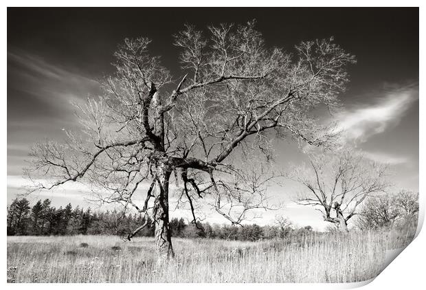 Prairie Trees Print by Jim Hughes
