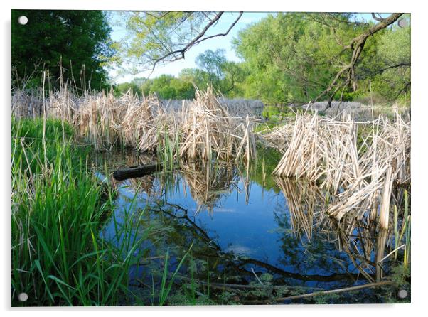 Minnesota Wetland Acrylic by Jim Hughes
