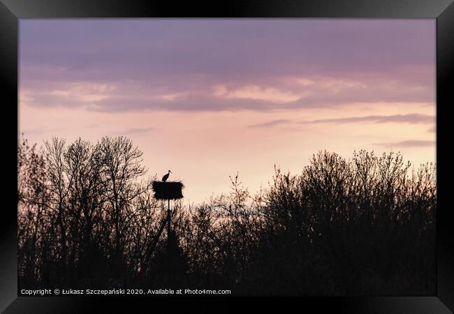 Stork in the nest at sunset Framed Print by Łukasz Szczepański