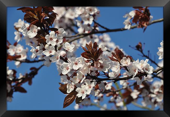 Spring Tree Blossom Framed Print by Lise Baker