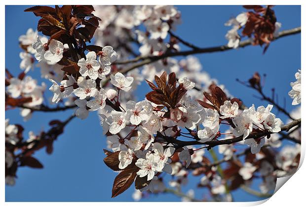Spring Tree Blossom Print by Lise Baker