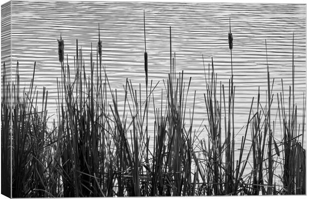 Cattails in a Minnesota marsh Canvas Print by Jim Hughes
