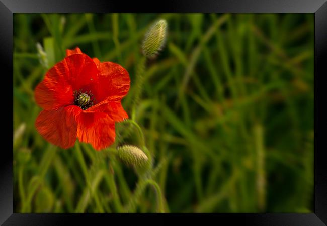 Wild Poppy Framed Print by Doug McRae