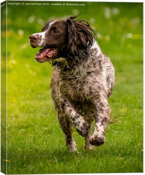 Happy Dog Canvas Print by Lee Kershaw