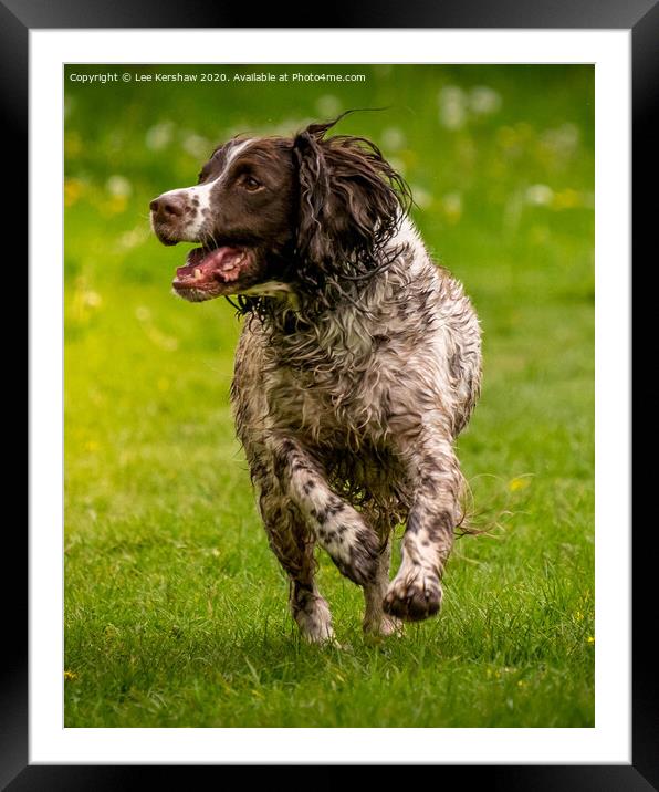Happy Dog Framed Mounted Print by Lee Kershaw