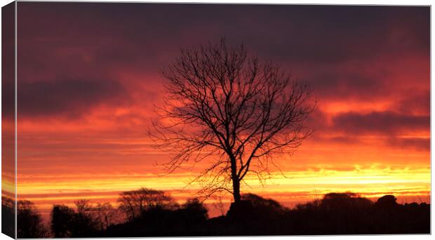 A tree with a sunset in the backgrounCotswold dawn Canvas Print by Simon Johnson