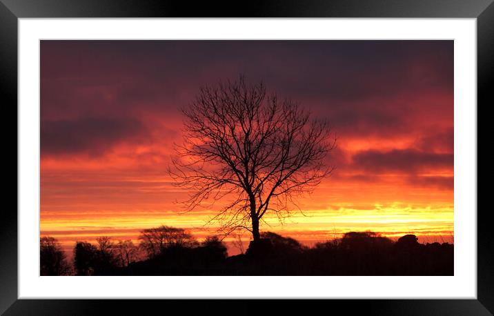 A tree with a sunset in the backgrounCotswold dawn Framed Mounted Print by Simon Johnson