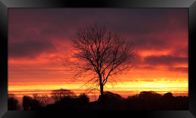 A tree with a sunset in the backgrounCotswold dawn Framed Print by Simon Johnson