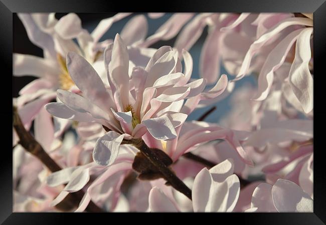 Pink Magnolia Framed Print by Lise Baker