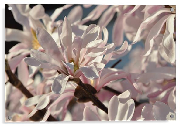 Pink Magnolia Acrylic by Lise Baker