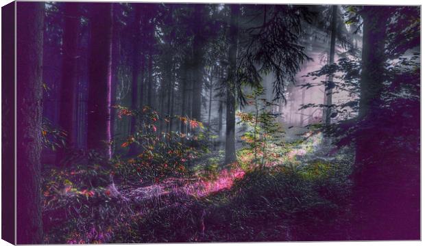 Mysterious Forest Glow Canvas Print by Beryl Curran