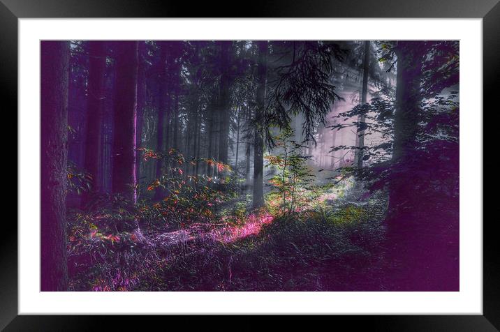 Mysterious Forest Glow Framed Mounted Print by Beryl Curran