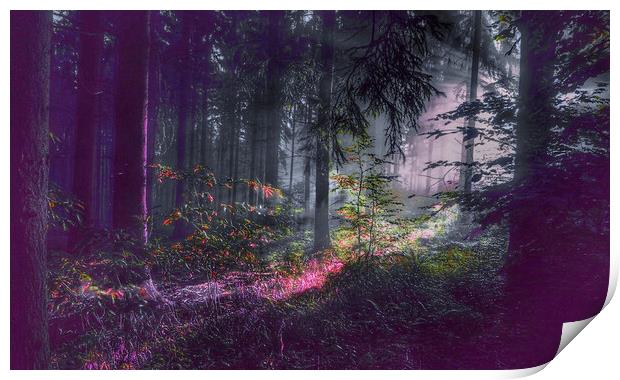 Mysterious Forest Glow Print by Beryl Curran
