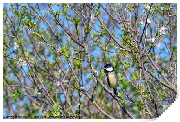 Great Tit - Springtime Print by Steve H Clark