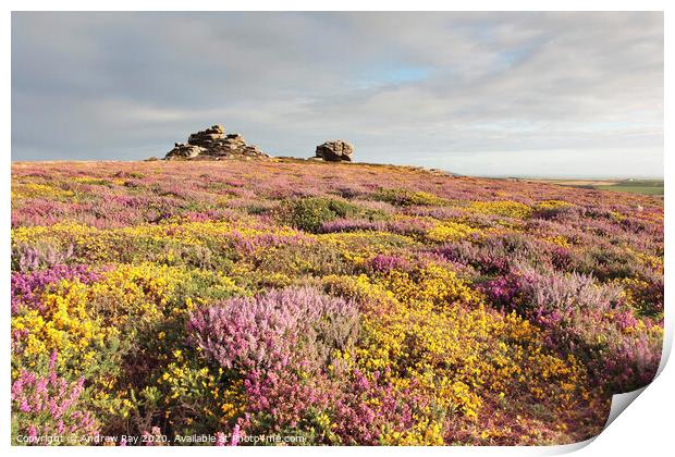 Penwith Moors Print by Andrew Ray