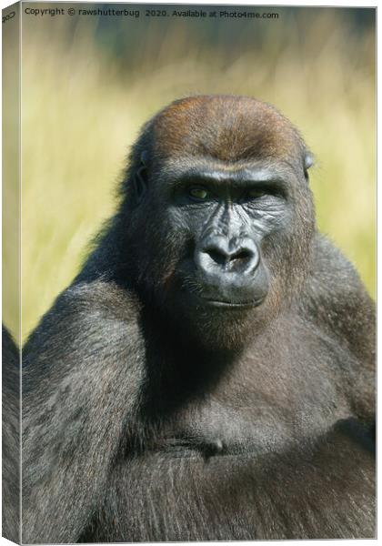 Gorilla Lope  Canvas Print by rawshutterbug 