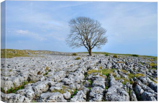 The Malham Tree Yorkshire Dales Canvas Print by Diana Mower