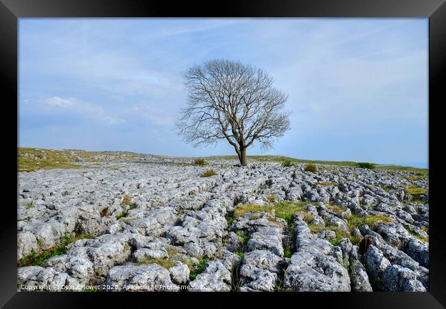 The Malham Tree Yorkshire Dales Framed Print by Diana Mower