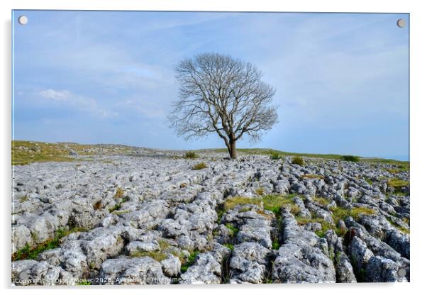 The Malham Tree Yorkshire Dales Acrylic by Diana Mower