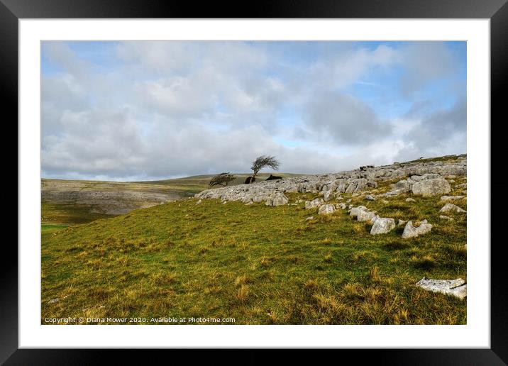 Twistleton Scar Trees Yorkshire Dales  Framed Mounted Print by Diana Mower