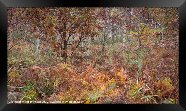 Autumn woodland Framed Print by Jason Atack