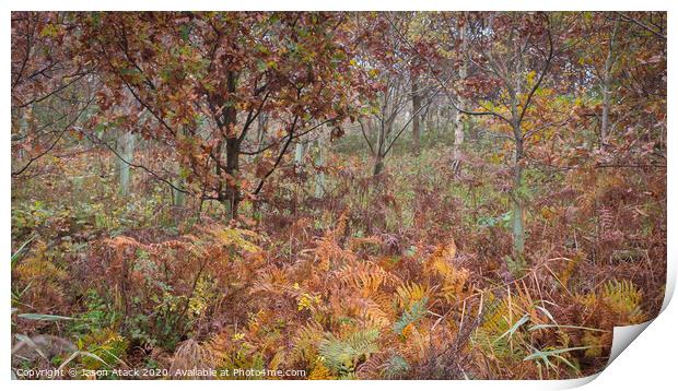Autumn woodland Print by Jason Atack