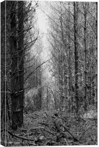 Can't see the wood for the trees Canvas Print by Karl Butler