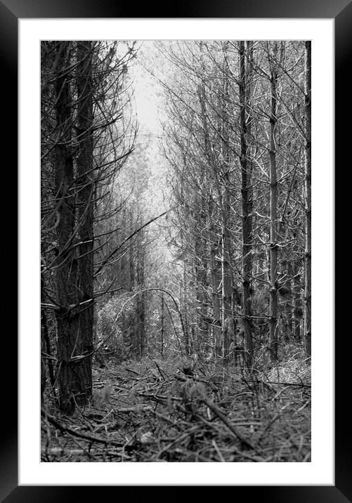 Can't see the wood for the trees Framed Mounted Print by Karl Butler