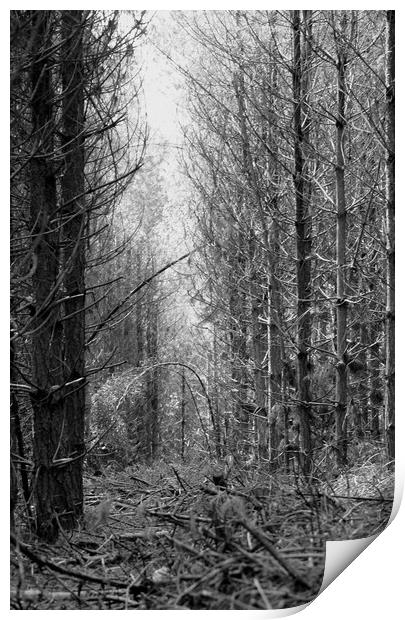 Can't see the wood for the trees Print by Karl Butler