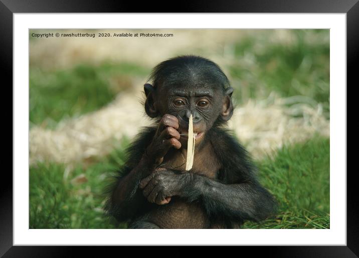 Bonobo Baby Framed Mounted Print by rawshutterbug 