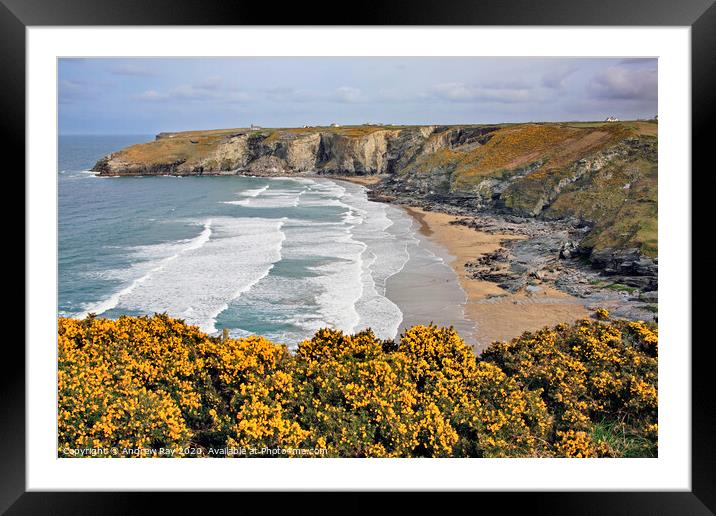 Gorse at Trebarwith  Framed Mounted Print by Andrew Ray