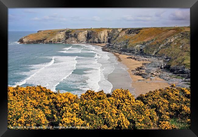 Gorse at Trebarwith  Framed Print by Andrew Ray
