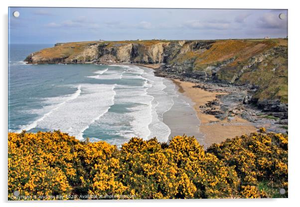 Gorse at Trebarwith  Acrylic by Andrew Ray