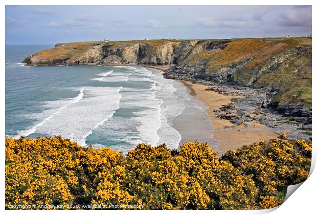 Gorse at Trebarwith  Print by Andrew Ray