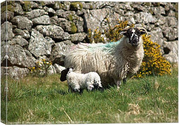 Sheep & Lamb Canvas Print by Stephen Hamer