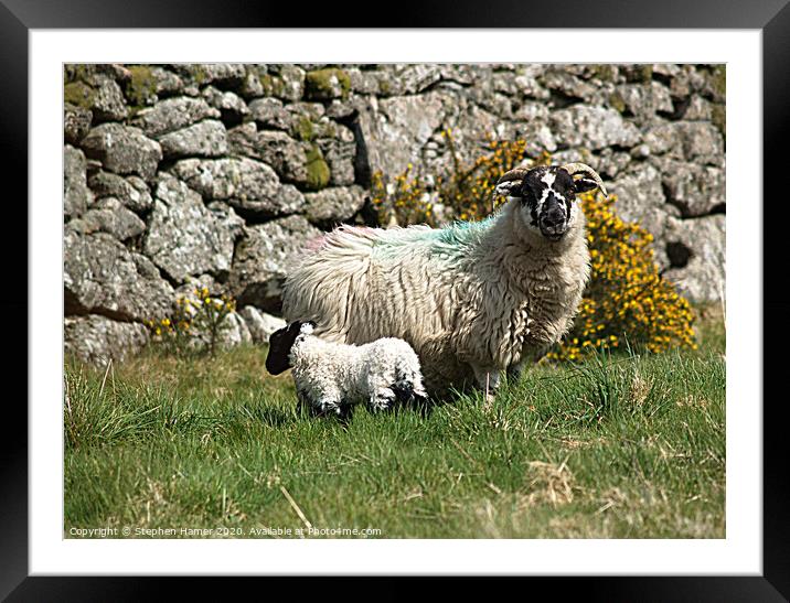 Sheep & Lamb Framed Mounted Print by Stephen Hamer