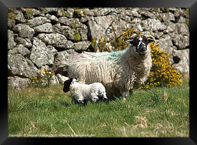 Sheep & Lamb Framed Print by Stephen Hamer