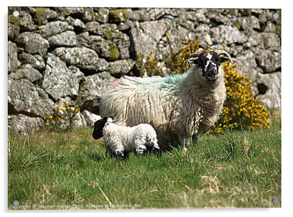 Sheep & Lamb Acrylic by Stephen Hamer